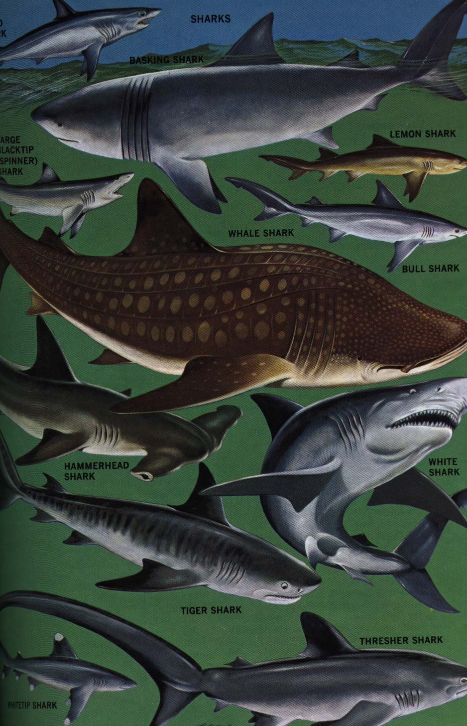 http://s-hamilton.us/BiologyHomepage/JaysonFeaker/shark_group.jpg