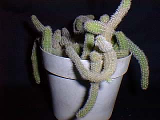 cactus cacti fingers worm